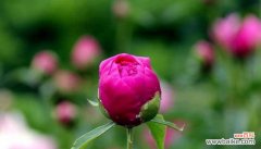 五月最美的花朵与花语 五月盛开的代表之花