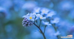 勿忘我花的象征力与花语传达 勿忘我花的寓意与象征