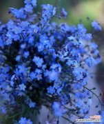 追寻爱与温暖的花海 勿忘我花