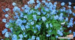 以勿忘我各种颜色的花语为主题 绽放在心间的花海——勿忘我的花语之彩虹缤纷