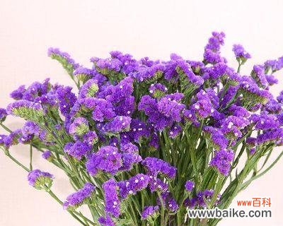 承载记忆与希冀未来的花朵 忆念与希望