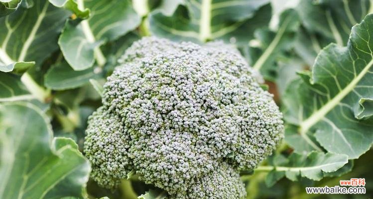 探索西兰花的花语和寓意 西兰花之美