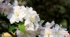 探寻西府海棠花背后的深意 以西府海棠花语——美丽与希望