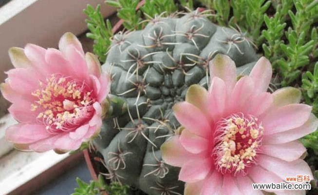 探索仙人球的寓意与象征 仙人球的花语