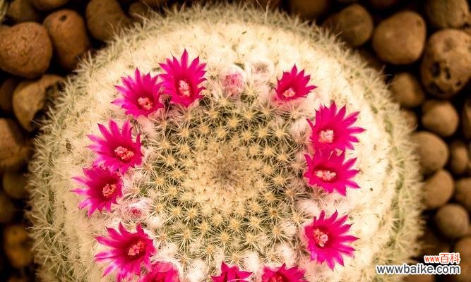 探索仙人球花语的神秘力量 仙人球的美丽传说