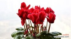 揭示花卉传递的深刻情感 仙客来花语