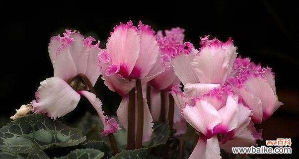 揭示花卉传递的深刻情感 仙客来花语