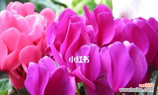 揭示花卉传递的深刻情感 仙客来花语