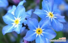 忘我于花海 勿忘我的花语