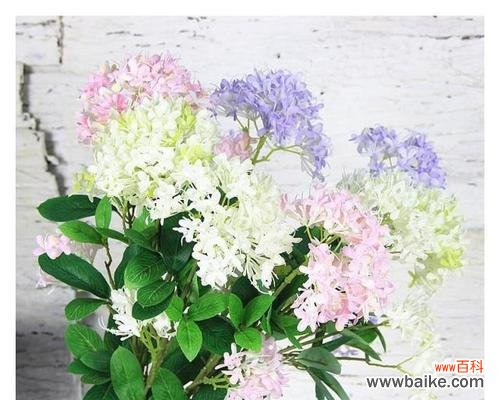 探秘夕雾花语的深层内涵 以夕雾花语的寓意与象征