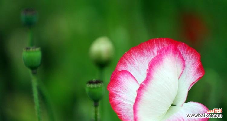 绽放在炎热夏季的花朵中蕴藏的秘密 夏天花的花语-阳光与希望