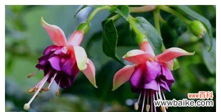 探秘仙丹花的神奇力量与寓意 仙丹花