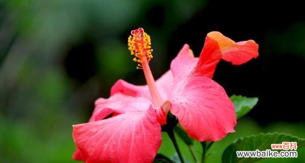 以夏天为主题的植物世界中最美的15种花卉 夏日花香——绿叶红花的代表植物
