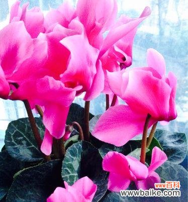 以花传情 仙客来花语与寓意