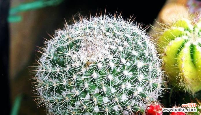 揭开仙人球花语的意义与传说 探秘仙人球花语的神秘世界