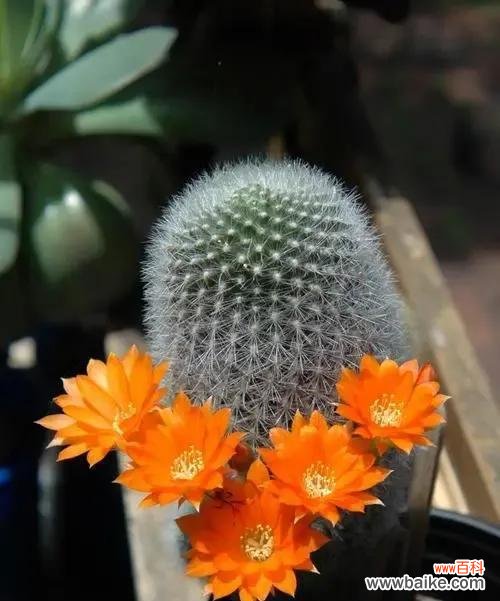 揭开仙人球花语的意义与传说 探秘仙人球花语的神秘世界