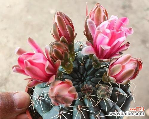 探寻仙人球花的神秘之美 仙人球花开的寓意与象征