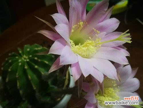 探寻仙人球花的神秘之美 仙人球花开的寓意与象征