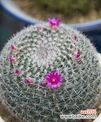 探索仙人球花语的深层含义及其传递的感情与意义 仙人球花语揭示的寓意与象征