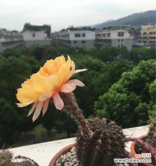 探索仙人球花语的深层含义及其传递的感情与意义 仙人球花语揭示的寓意与象征