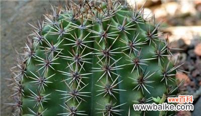 探索仙人球花语的深层含义及其传递的感情与意义 仙人球花语揭示的寓意与象征