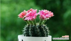 生命的顽强 仙人球