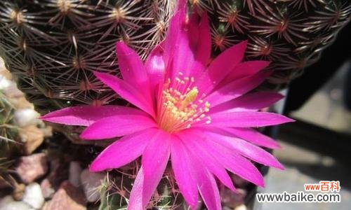 探寻仙人球背后的深层意义 仙人球