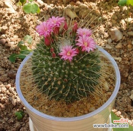 揭示仙人球开花的秘密和象征意义 仙人球开花的寓意及兆头