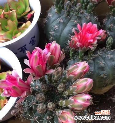 揭示仙人球开花的秘密和象征意义 仙人球开花的寓意及兆头