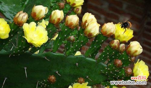 以仙人掌的花为主题 仙人掌花的花语——寓意多样的自由与坚韧