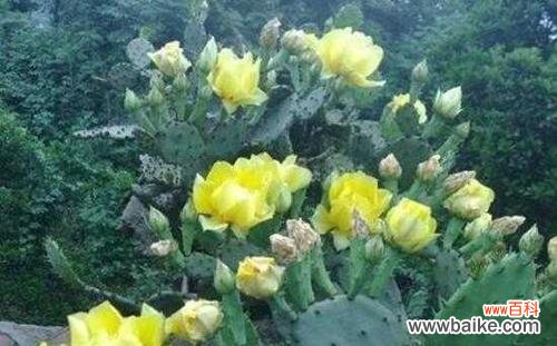 以仙人掌开花的花语及其象征意义 仙人掌开花的花语