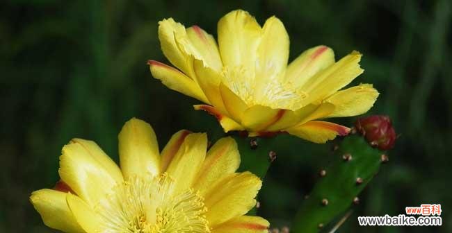 以仙人掌开花的花语及其象征意义 仙人掌开花的花语