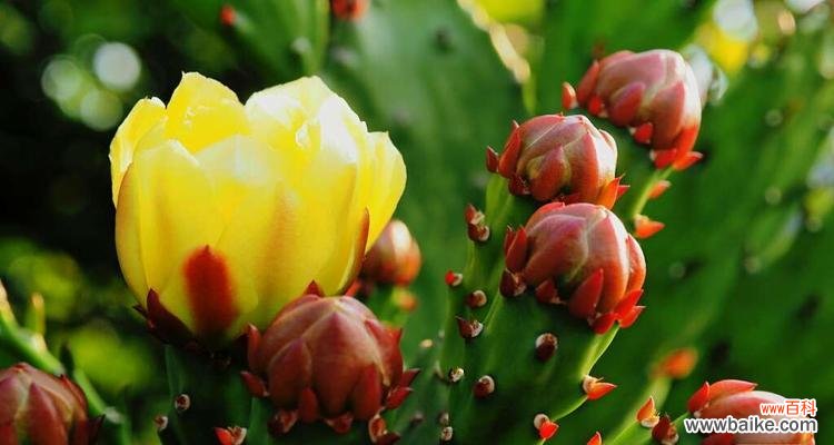 解读仙人掌开花所蕴含的寓意 仙人掌开花的象征意义