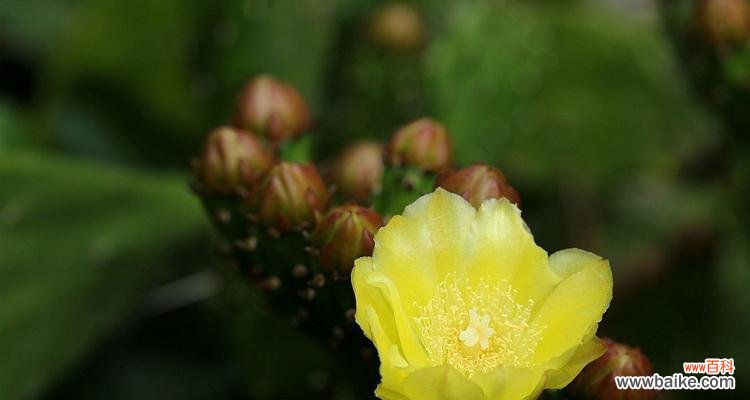 解读仙人掌开花所蕴含的寓意 仙人掌开花的象征意义