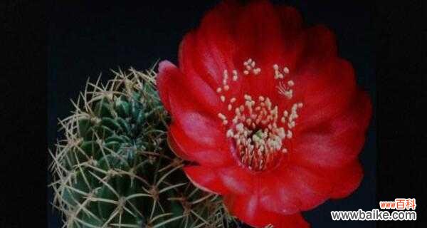 揭秘仙人掌花语的深远意义及其在文化传统中的重要性 仙人掌花语的意义与传承