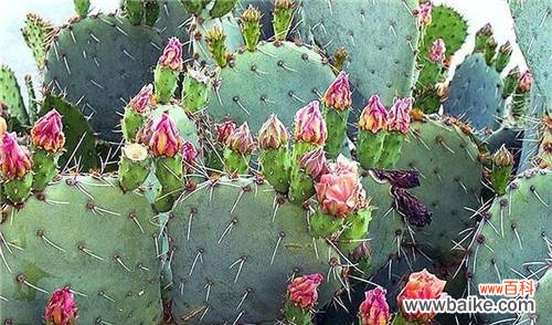 解读仙人掌花的神秘符号与意义 探秘仙人掌花的花语