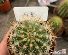 解读仙人掌花的神秘符号与意义 探秘仙人掌花的花语