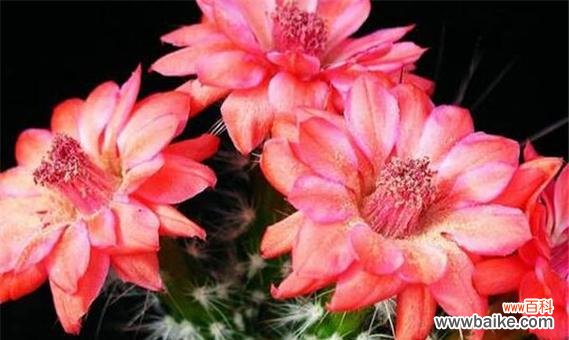 解读仙人掌花的神秘符号与意义 探秘仙人掌花的花语