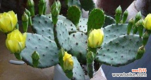 探索仙人掌的美与坚韧 仙人掌的寓意及其启示