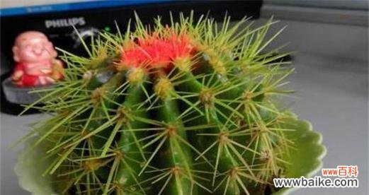 探寻仙人掌在风水中的寓意与作用 仙人掌