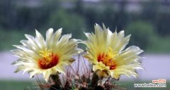 探寻仙人掌在风水中的寓意与作用 仙人掌