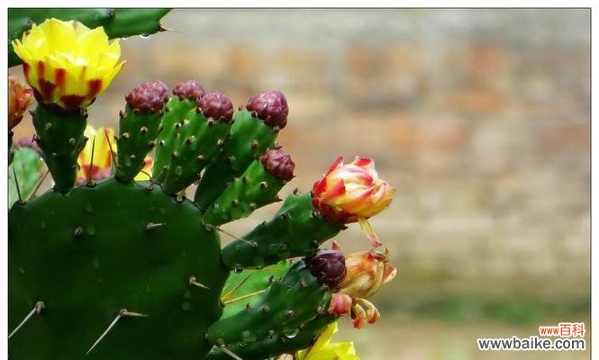 探寻仙人掌的神秘内涵与寓意 仙人掌的意义与象征