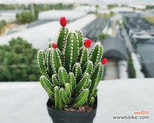 探寻仙人掌的神秘内涵与寓意 仙人掌的意义与象征