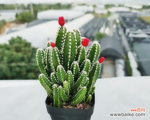 探寻仙人掌的神秘内涵与寓意 仙人掌的意义与象征