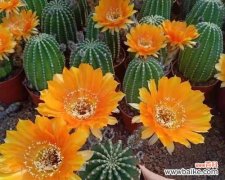 探寻仙人掌花开的美丽奥秘 仙人掌盛放的寓意与象征