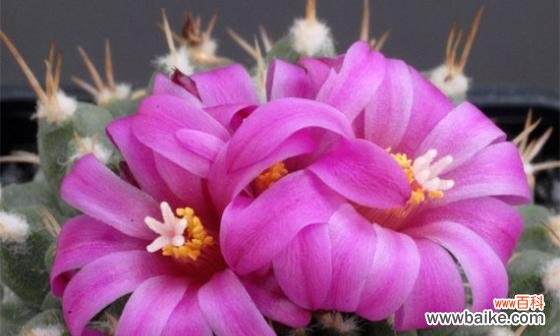 探寻仙人掌花开的美丽奥秘 仙人掌盛放的寓意与象征