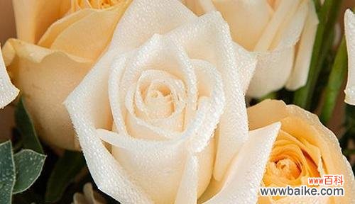 探寻香槟玫瑰的浪漫与内涵 香槟玫瑰