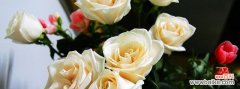 用一束香槟玫瑰传递永恒爱意的魅力 香槟玫瑰