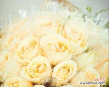 香槟玫瑰的美丽传说与象征意义 香槟玫瑰