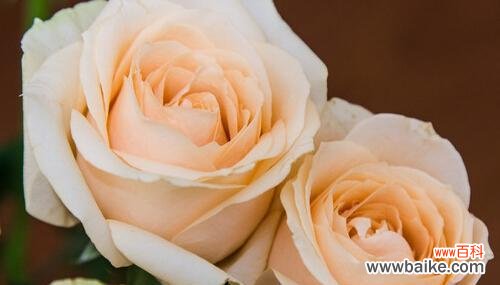 探索香槟玫瑰的花语世界 香槟玫瑰花语的解读及意义